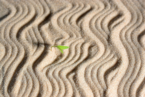 sprout