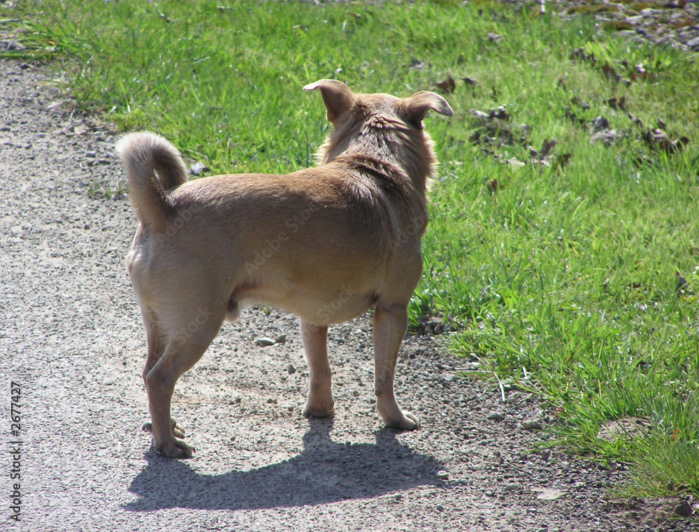 0680 - petit chien vu de dos