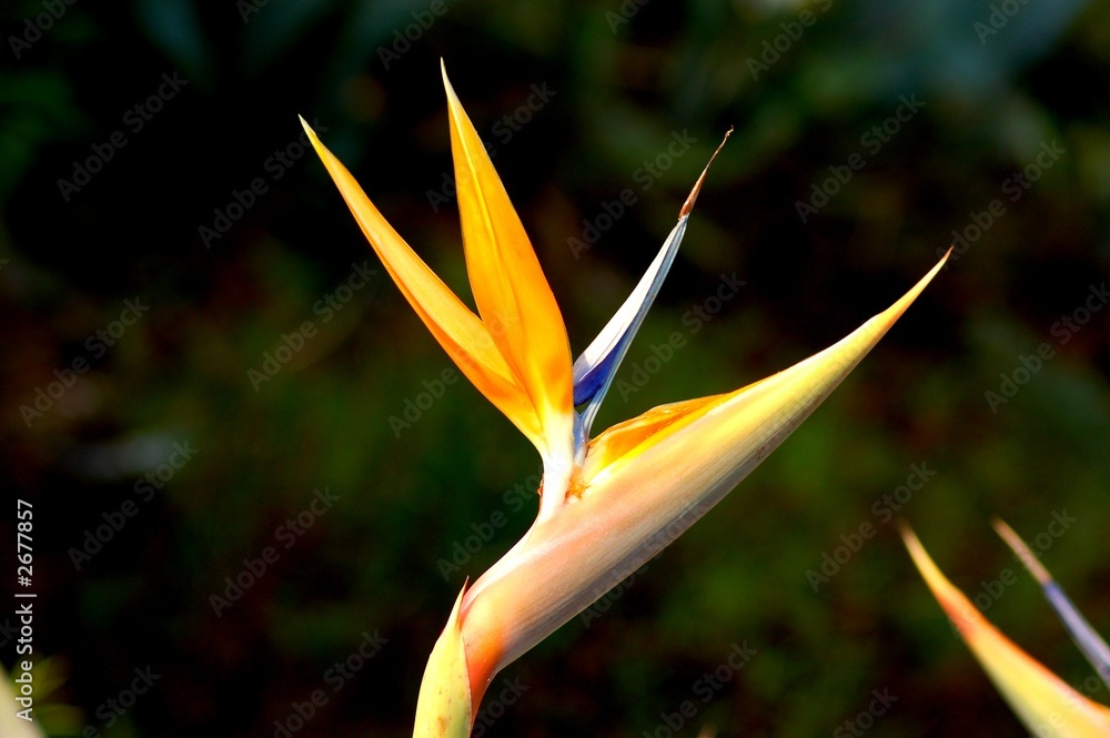 Obraz premium strilizia