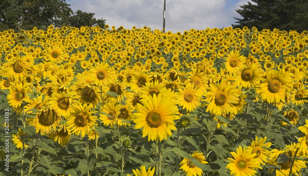 Obraz premium field of sunflowers
