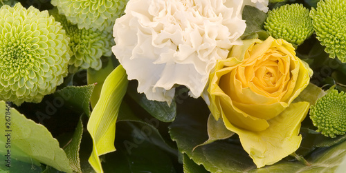 yellow rose