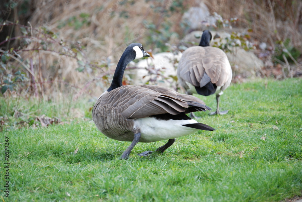 canada goose 8