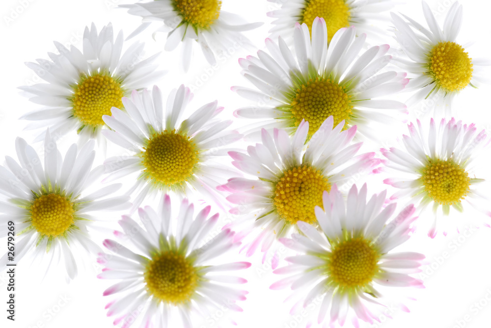 Fototapeta premium daisy