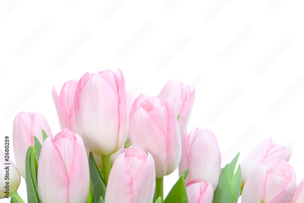 bouquet of tuplips bouquet of tuplips