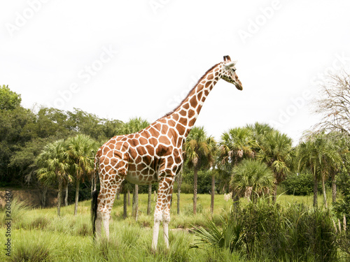 giraffe