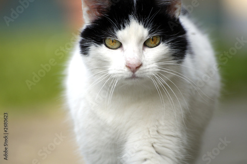 walking cat