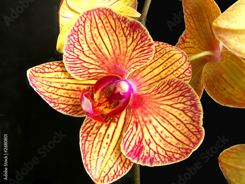 phalenopsis
