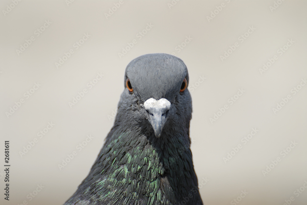 pigeon