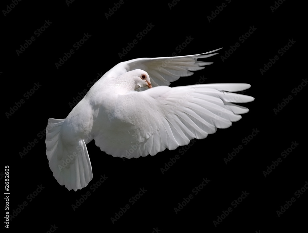 Naklejka premium white dove in flight 10