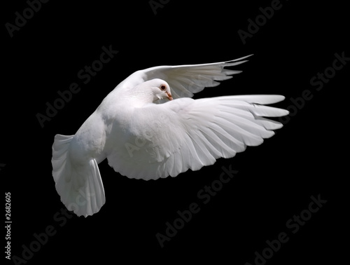 white dove in flight 10