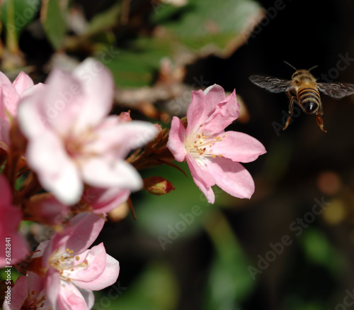 honeybee in flight