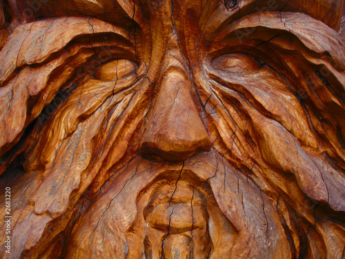 фотографія tree trunk face