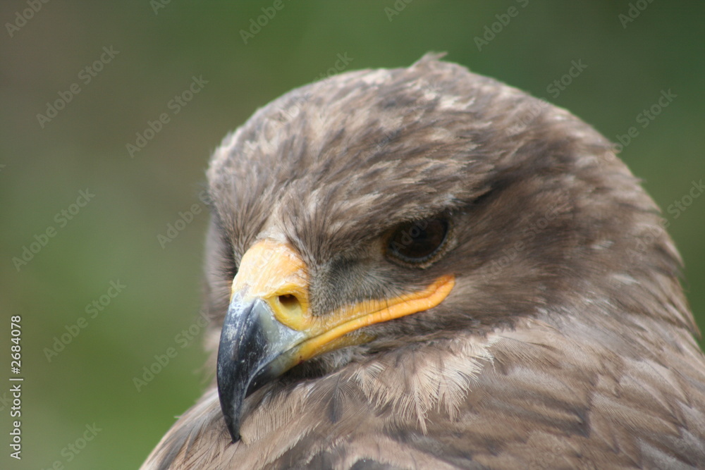 aquila nipalensis