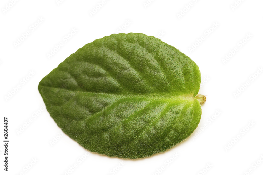 green leaf isolated on the white background green leaf isolated on the white background
