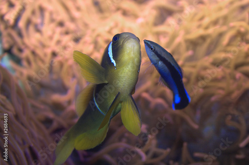 fische