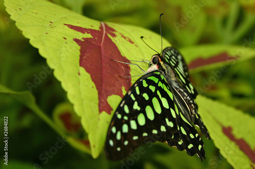 schmetterling