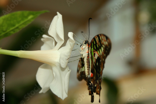 schmetterling