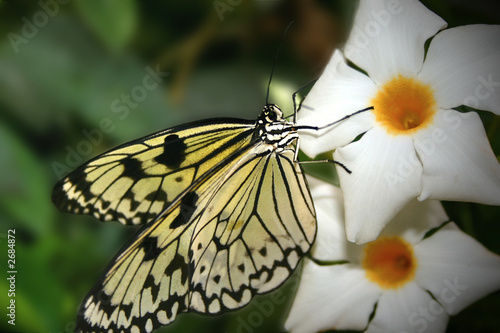 schmetterling