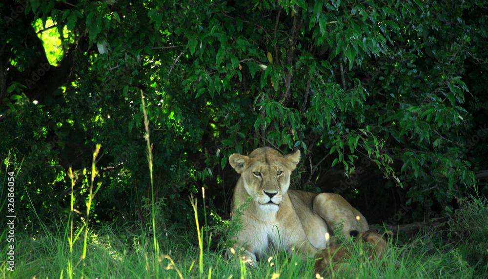 Fototapeta premium lioness resting under a tree