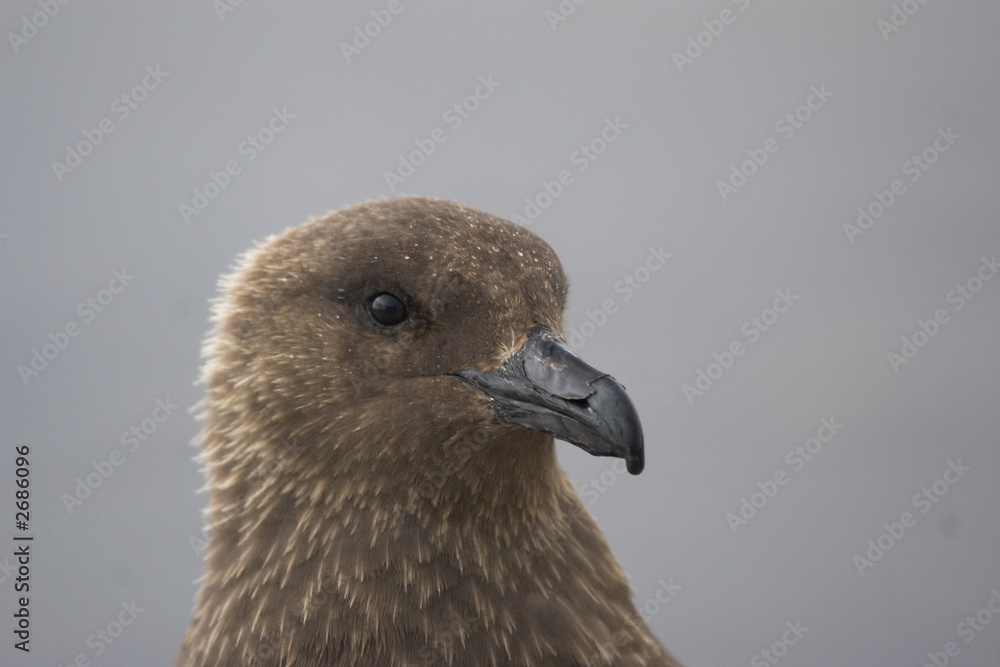 antarctic skua (catharacta antarctica) stare antarctic skua (catharacta antarctica) stare