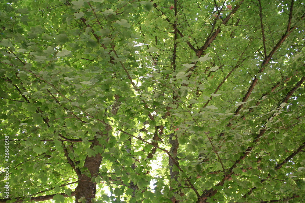 Obraz premium leafy maple tree