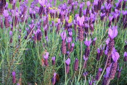 spanish lavender