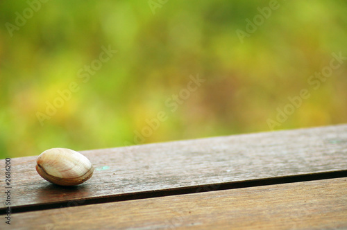 seashell