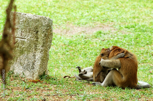 monkeys playing