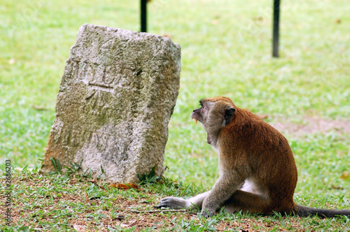 sleepy monkey