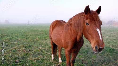 cheval triste dans le brouillard