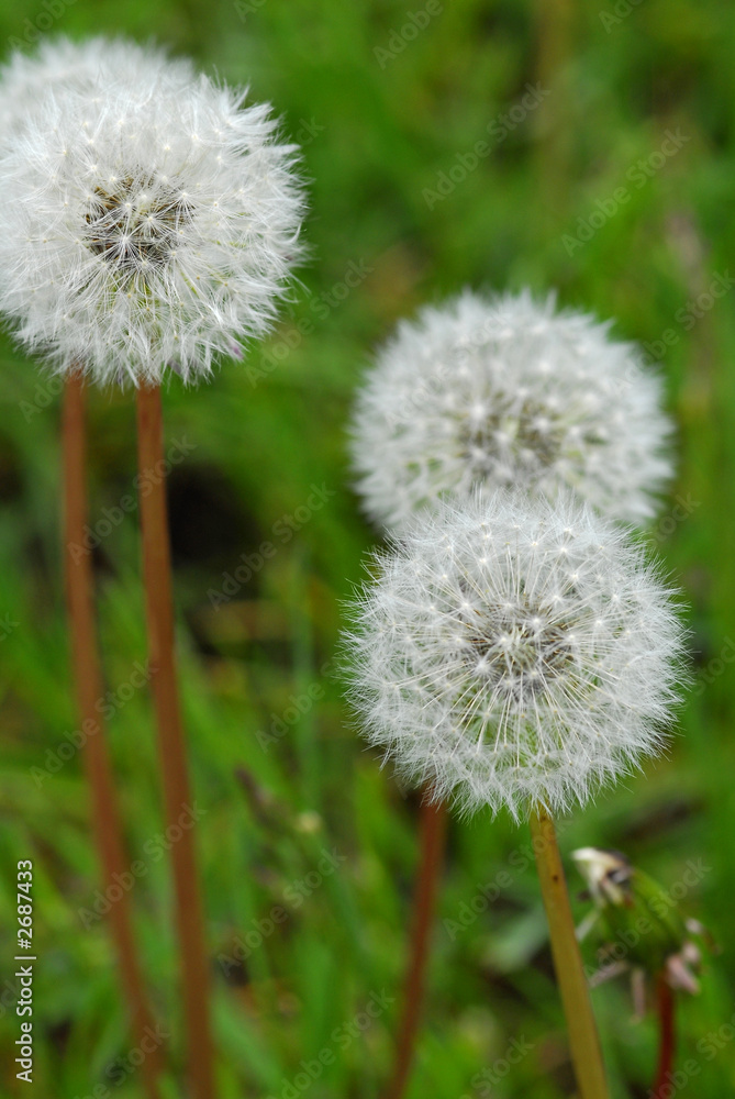 dandelion