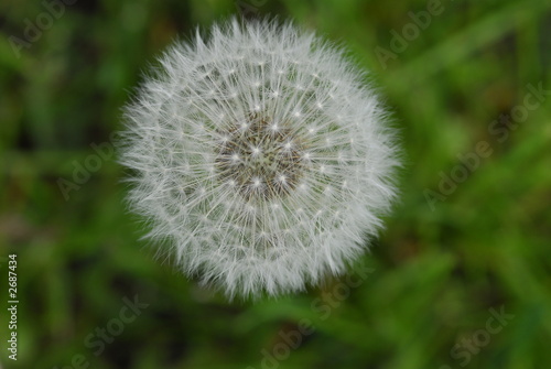 dandelion