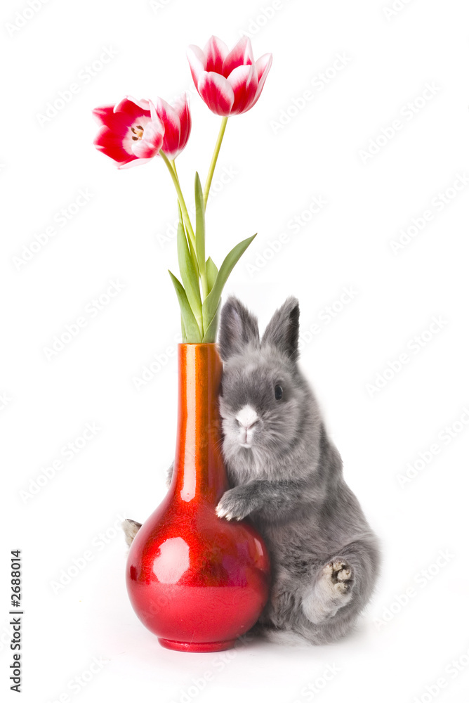 Obraz premium baby bunny with tulips