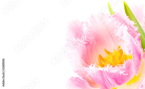 pink tulip close-up
