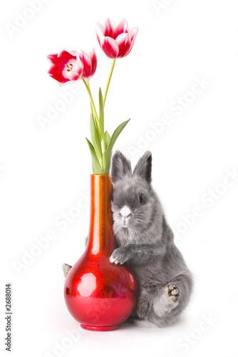 baby bunny with tulips