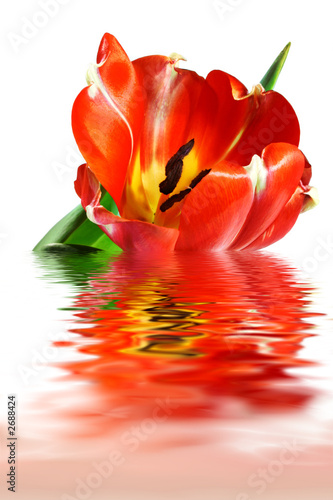 red tulip #2688424
