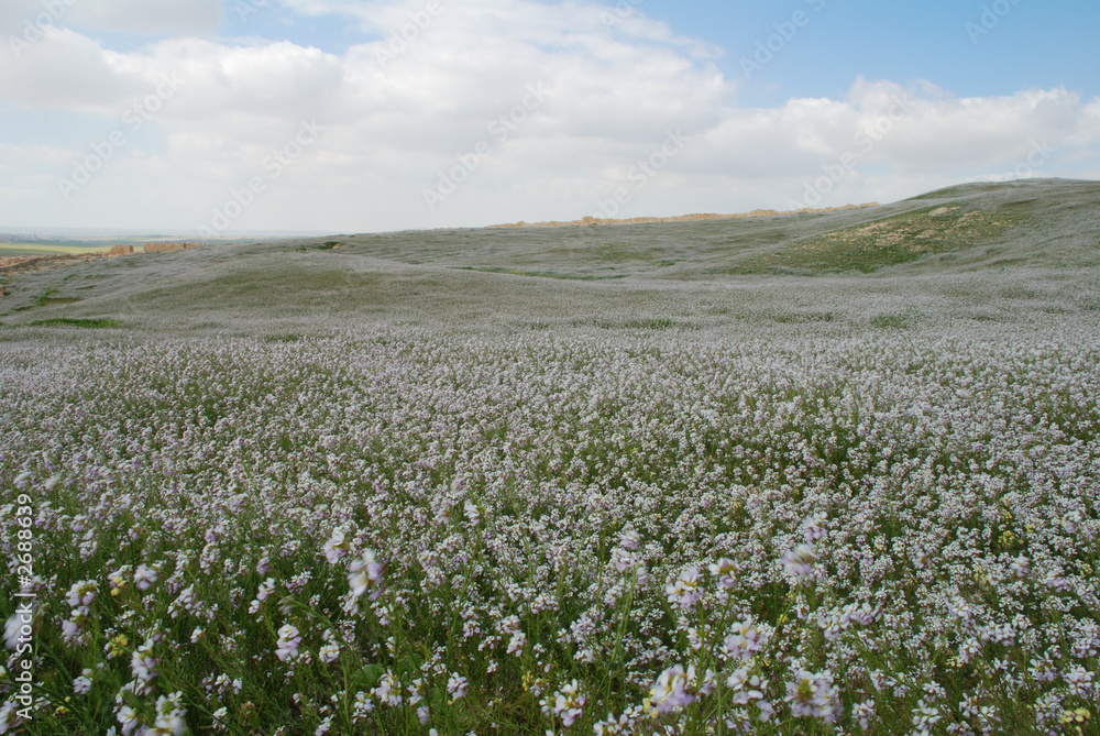 Fototapeta premium le neguev en fleur