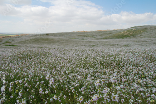 le neguev en fleur