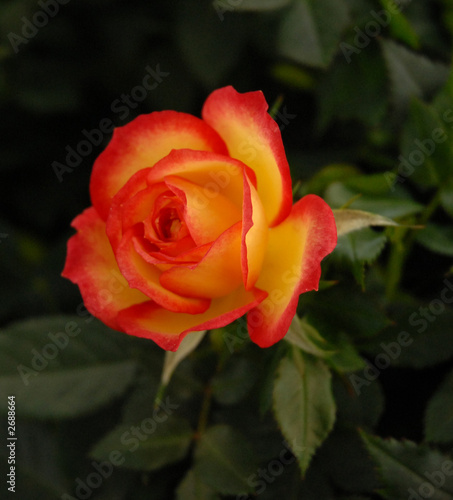 rose de l  gende