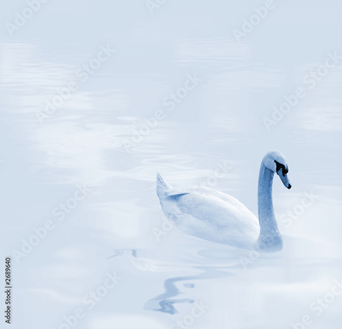Fototapeta Naklejka Na Ścianę i Meble -  beautiful swimming swan