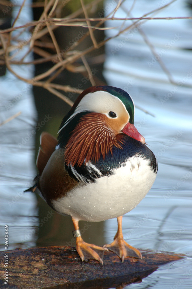 manderin duck manderin duck