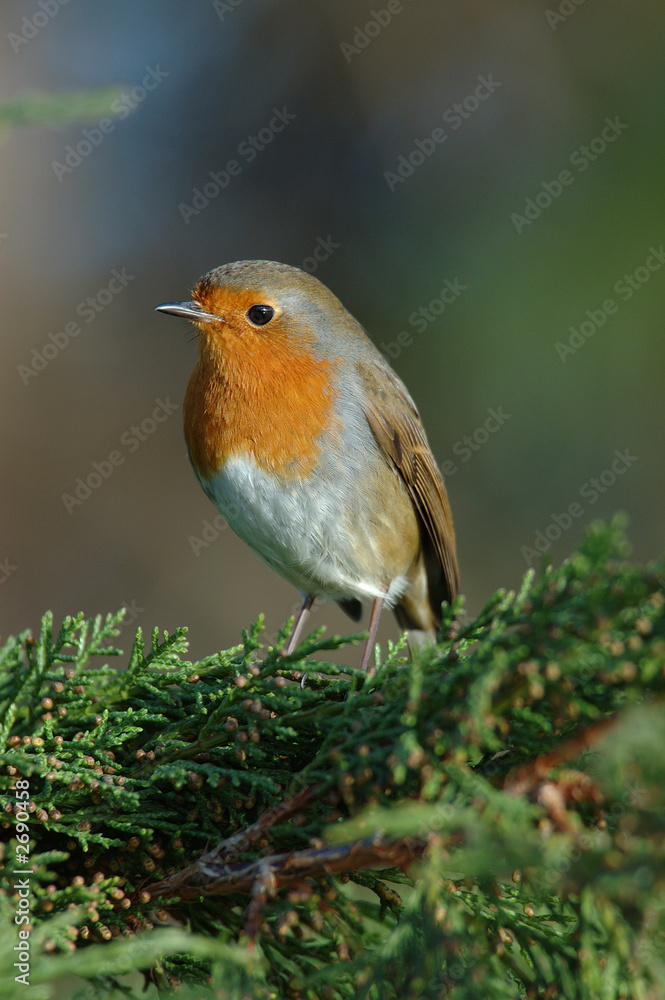 robin on branch looking for food robin on branch looking for food