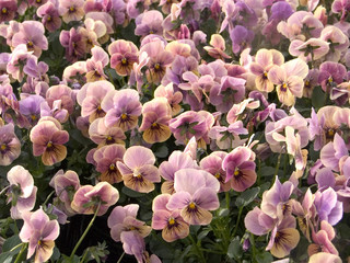 Fototapete Veilchen Rosa Stiefmütterchen im Frühlingsgarten  © Diana Leadbetter