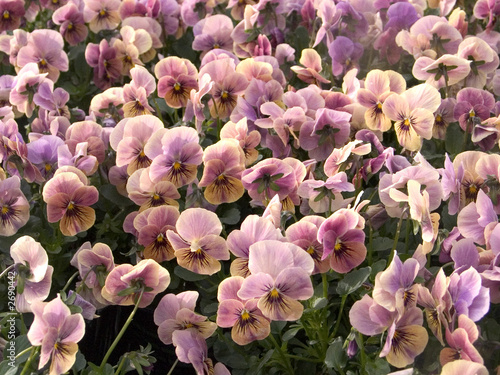 pink pansies