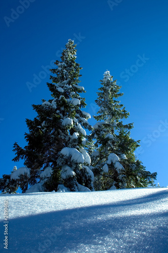 spruce tree, trees on white snow and blue sky photo