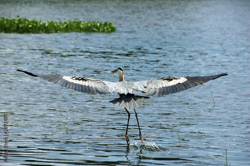 blue heron