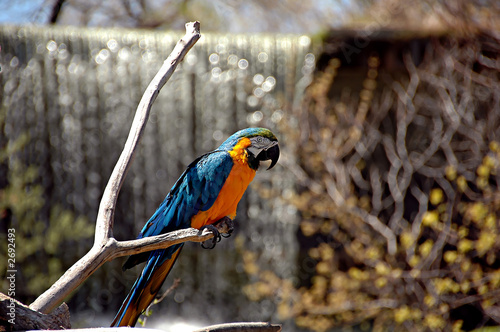 macaw
