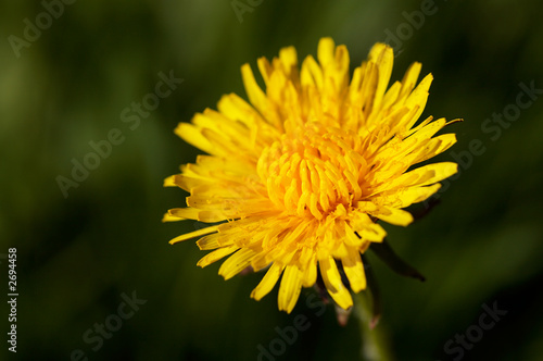 taraxacum officinale