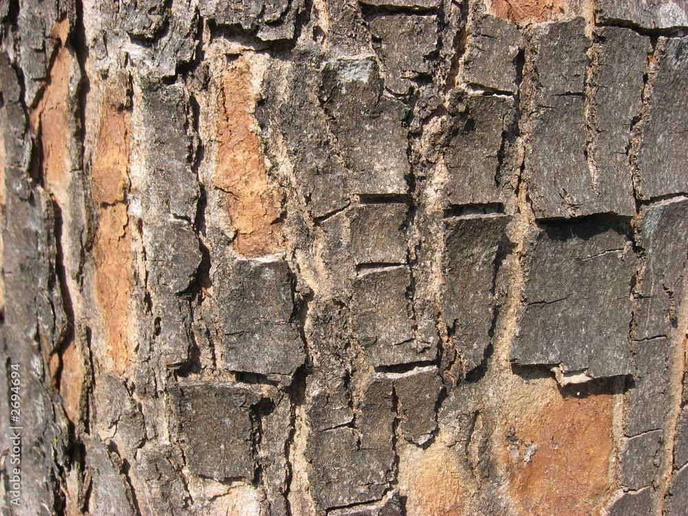 wood texture wood texture