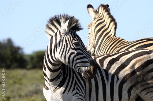 a zebra looking behind